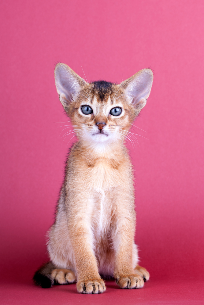 Abyssinian Cats in Santa Cruz: What Owners Should Know About This Smart, Active Breed