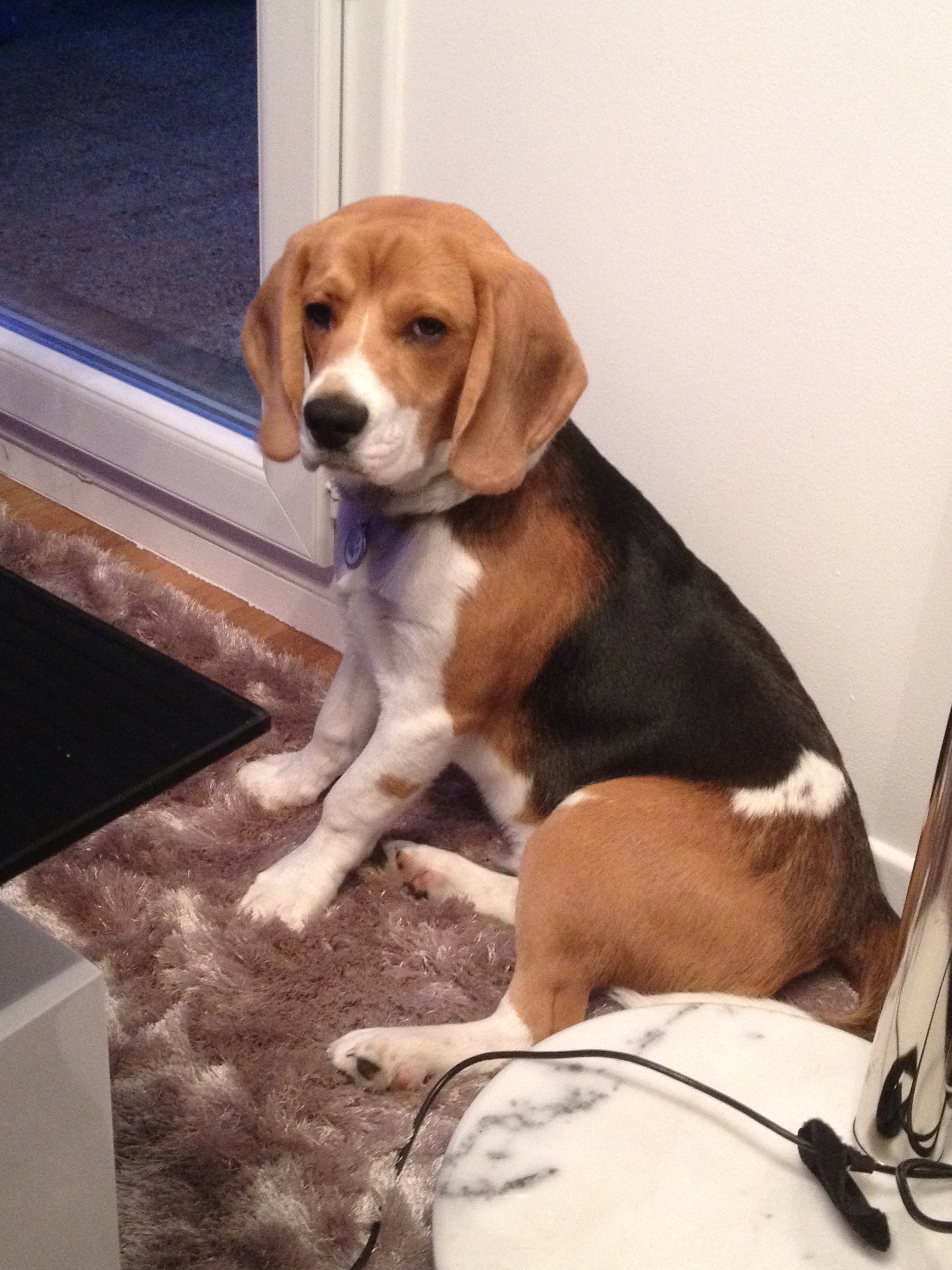 Beagles in Santa Cruz: What Owners Should Know About Weight, Behavior, and Everyday Health